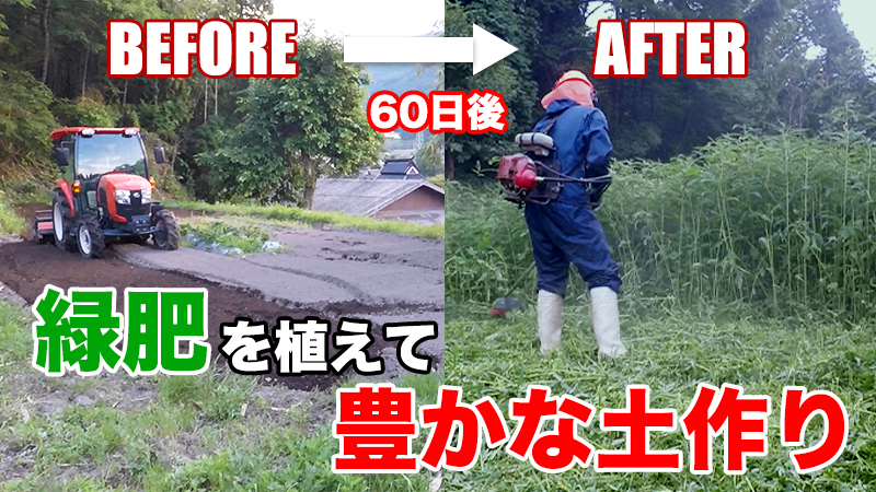 緑肥の播種からすき込み